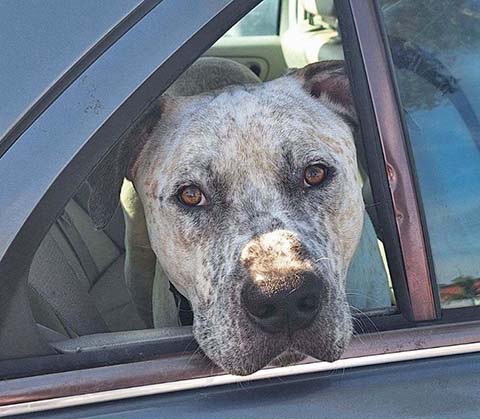 Tyson, a Catahoula Leopard Dog, may not appear overjoyed but he most certainly is by now. Last week Tyson was traveling from an animal shelter in San Diego to his new home in Raleigh, North Carolina, after being housed at the shelter for over a year. Holbrook resident Twyla Taylor snapped this photo of Tyson while he waited for his new owner to grab a drink for the road at Studio 66 in Holbrook.