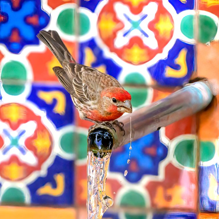 Spring is in full swing and La Posada Hotel in Winslow is certainly a place to go to see it in action. Photographer Jim Buckley used his impressive skills to catch this finch getting a drink of water from a spigot at the hotel.