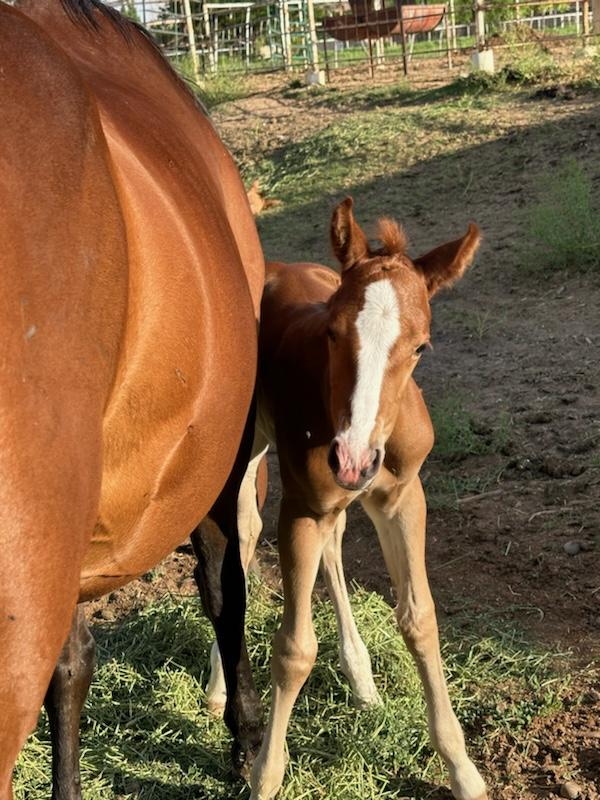 Meet Gold Blaze 66, or Blaze for short; the newest edition to The Farm on Route 66 in Joseph City. This adorable little guy is getting a lot of attention online from across the globe and it’s well-deserved. The Palmer family has shared life on the farm on their YouTube channel for years, garnering over 77,000 subscribers.