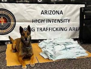 K-9 Zolton is shown here with the approximately 371,460 pills seized in a traffic stop near Holbrook.