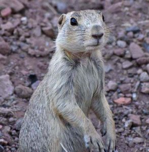 A Gunnison’s Prairie Dog stands up in its burrow.