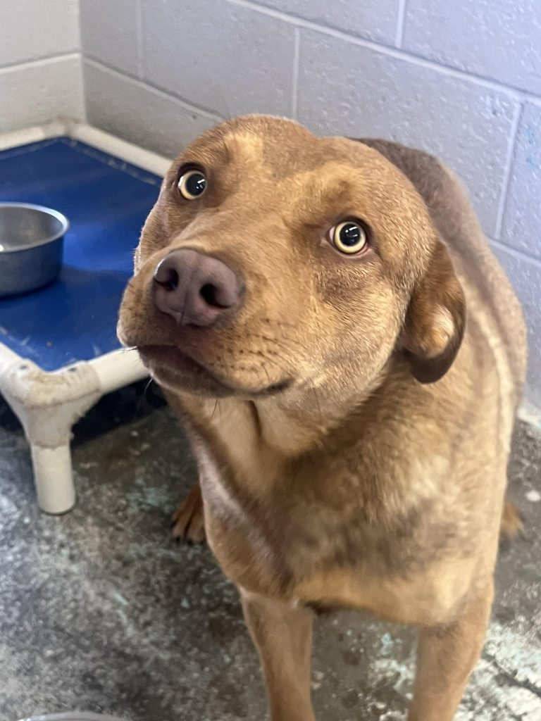Champ is 1- to 2-years old. Adopt this sweetie for $80. Includes neuter, city license, microchip, de-wormer, and age-appropriate vaccine.