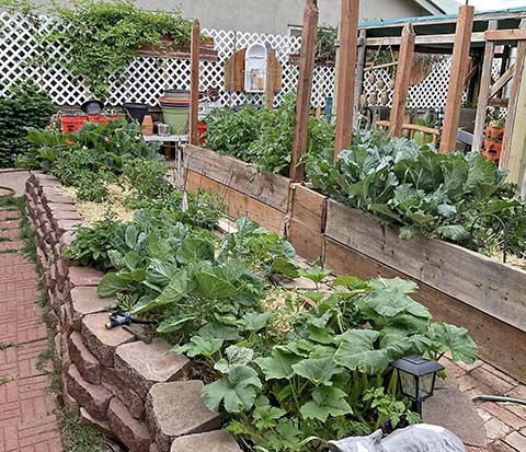 Photo provided by Lawrence Kenna / Raised beds at Grandma Kenna’s Secret Garden showcase the variety of plants that can thrive in different micro-climates within a backyard, demonstrating the beauty and productivity of home gardening.