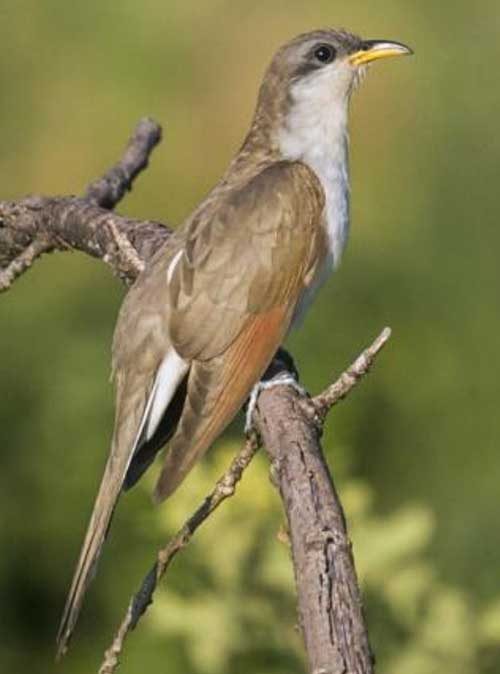 National Park volunteer Anita Allen caught a photograph of the rare Yellow Billed Cuckoo in the park.