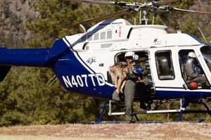 and New Mexico Department of Game and Fish A sedated Mexican wolf is carried from a helicopter to a team of staff who will conduct a health check and replace or attach a collar to the wolf before releasing it back into the wild.