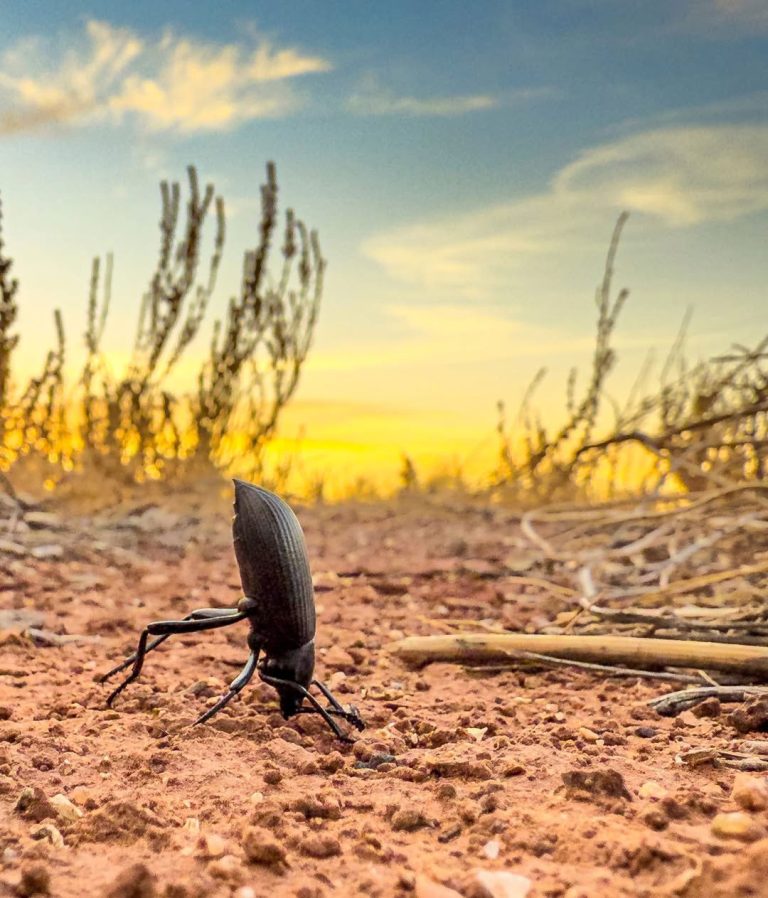 Photographer Jim Buckley got down to earth with his iPhone and caught this photo of a Pinacate (desert stink) beetle south of Winslow at sunset. A reminder that a slight change of perspective can lead to a new view of the world.