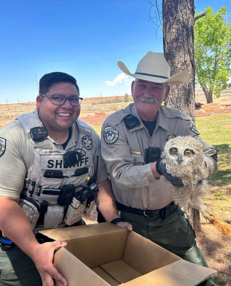Navajo County Sheriff’s deputies went above and beyond their call of duty, not for a person, but for a wounded soul with feathers. An injured owl was found near the Navajo County Government Complex, clearly in need of help. Through a relay of kindness, the owl was safely transported from Holbrook to Show Low, where it is now in the hands of experts at the Wild at Heart Raptor. There, it will receive medical attention and, with any luck, make a full recovery and return to the wild skies where it belongs.