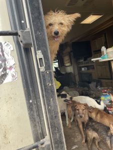 Dog neglect assistance1
