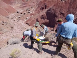 The paleontology crew at the Petrified Forest National Park has been excavating a rauisuchid skull in the Painted Desert for a month. Rauisuchids like Postosuchus were the dominant terrestrial predators of the Triassic Period and their fossils are relatively rare. Last week, archaeology, biology, administration, museum and maintenance staff helped retrieve the 500 lb. field jacket and bring it to the lab.