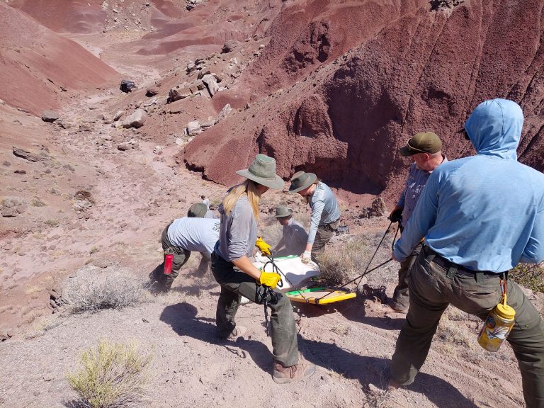 The paleontology crew at the Petrified Forest National Park has been excavating a rauisuchid skull in the Painted Desert for a month. Rauisuchids like Postosuchus were the dominant terrestrial predators of the Triassic Period and their fossils are relatively rare. Last week, archaeology, biology, administration, museum and maintenance staff helped retrieve the 500 lb. field jacket and bring it to the lab.