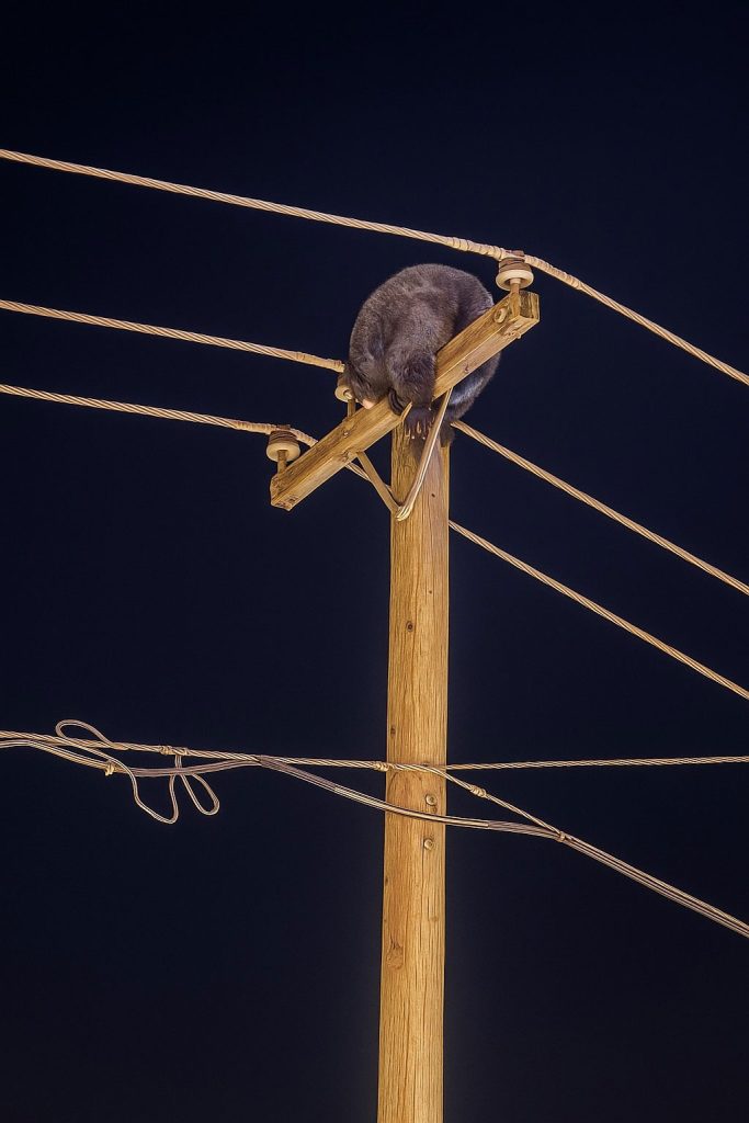 Residents near Hunt Park in Holbrook had a surprising visitor to the park last week as officers with the Holbrook Police Department responded to a report of a black bear on top of a light pole. A week earlier, another brown bear was spotted on South First East Street in Snowflake. In both instances, the animals were tranquilized and transported by Arizona Game and Fish back to their habitat.