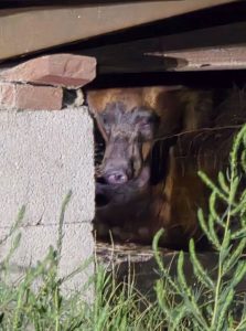 For the second time in just a couple of weeks a bear was spotted in neighborhoods in Holbrook.