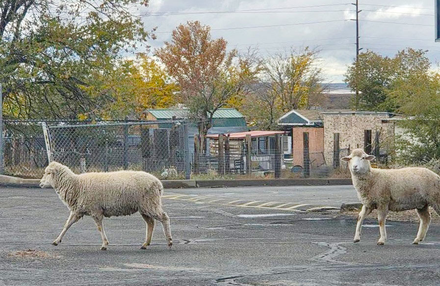 Living rural means lots of things, beautiful undisturbed horizons, knowing your neighbors, peace and quiet, and the occasional roaming sheep. These escapes were spotted near Joseph City High School last week. Such occurrences are not unusual in the community, a couple weeks earlier a goat was spotted trying to get into the LDS church. All were returned safely to their homes.