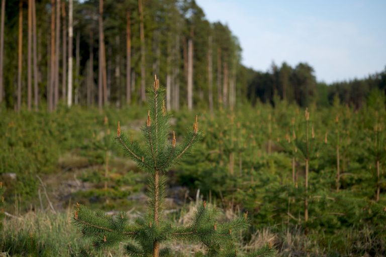 During fire season biomass is a Critical tool for forest restoration