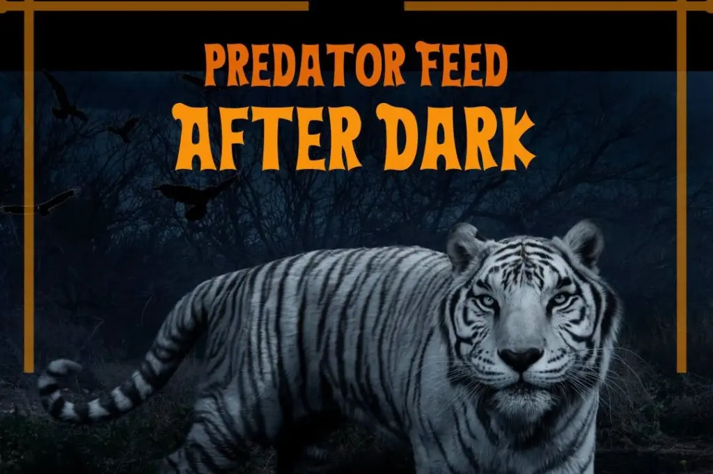 Poster for Night Time Feeding Frenzy at Out of Africa Wildlife Park
