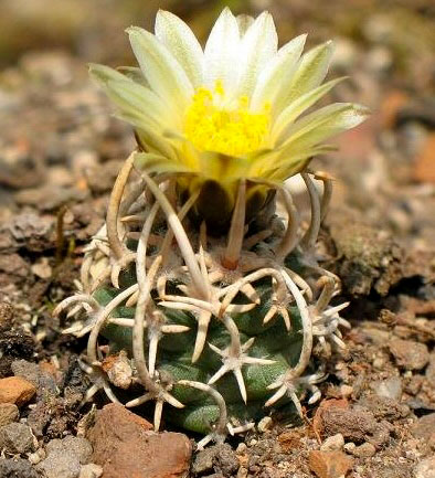 Image by Rebou The Peebles Navajo cactus is a tiny cactus that grows up to 3 inches tall and is limited to the areas of Joseph City and Holbrook.