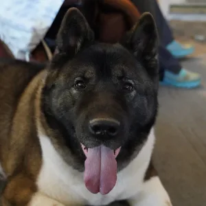 Yoshi