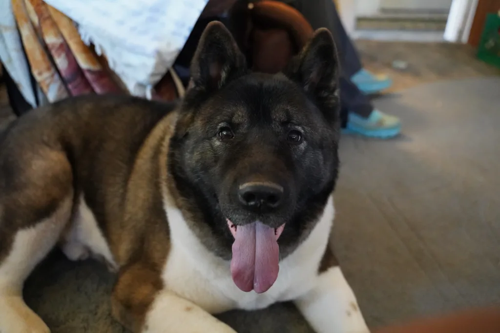 Yoshi, an Akita, lying on the newsroom floor with his tongue out