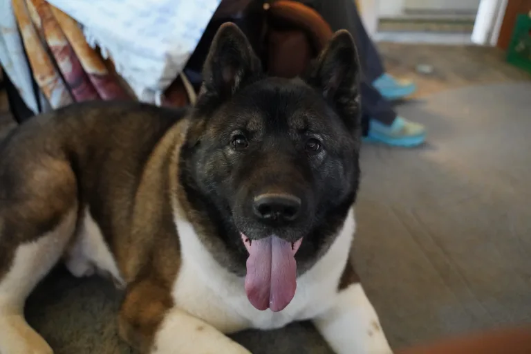 Yoshi, an Akita, lying on the newsroom floor with his tongue out