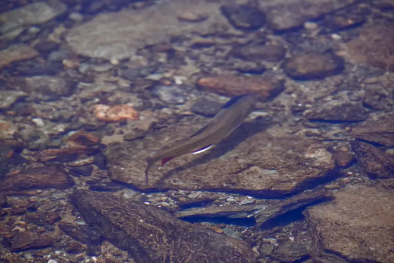 Catch-and-release season opens at Silver Creek Hatchery