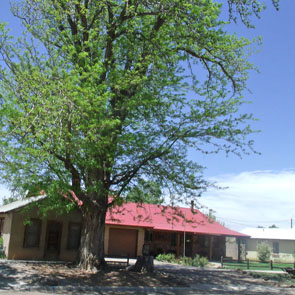 Centennial Tree feature