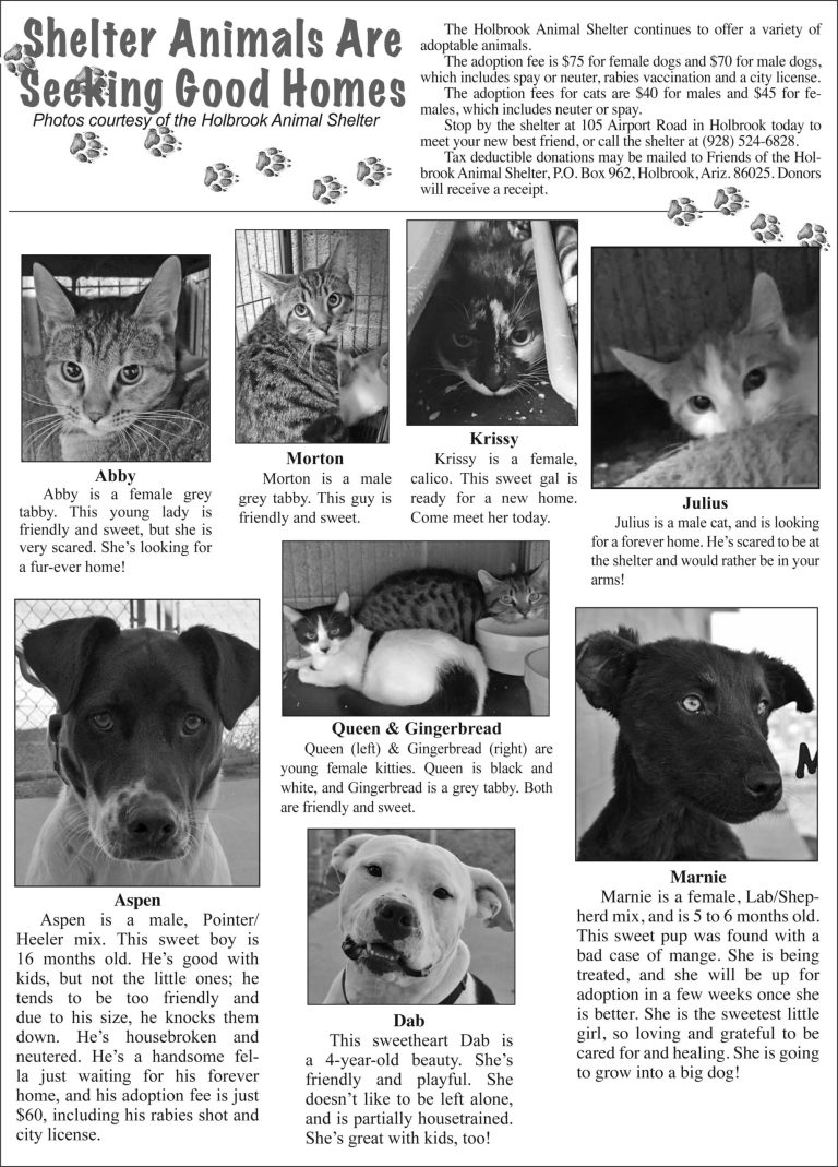 Animal Adoptions 2