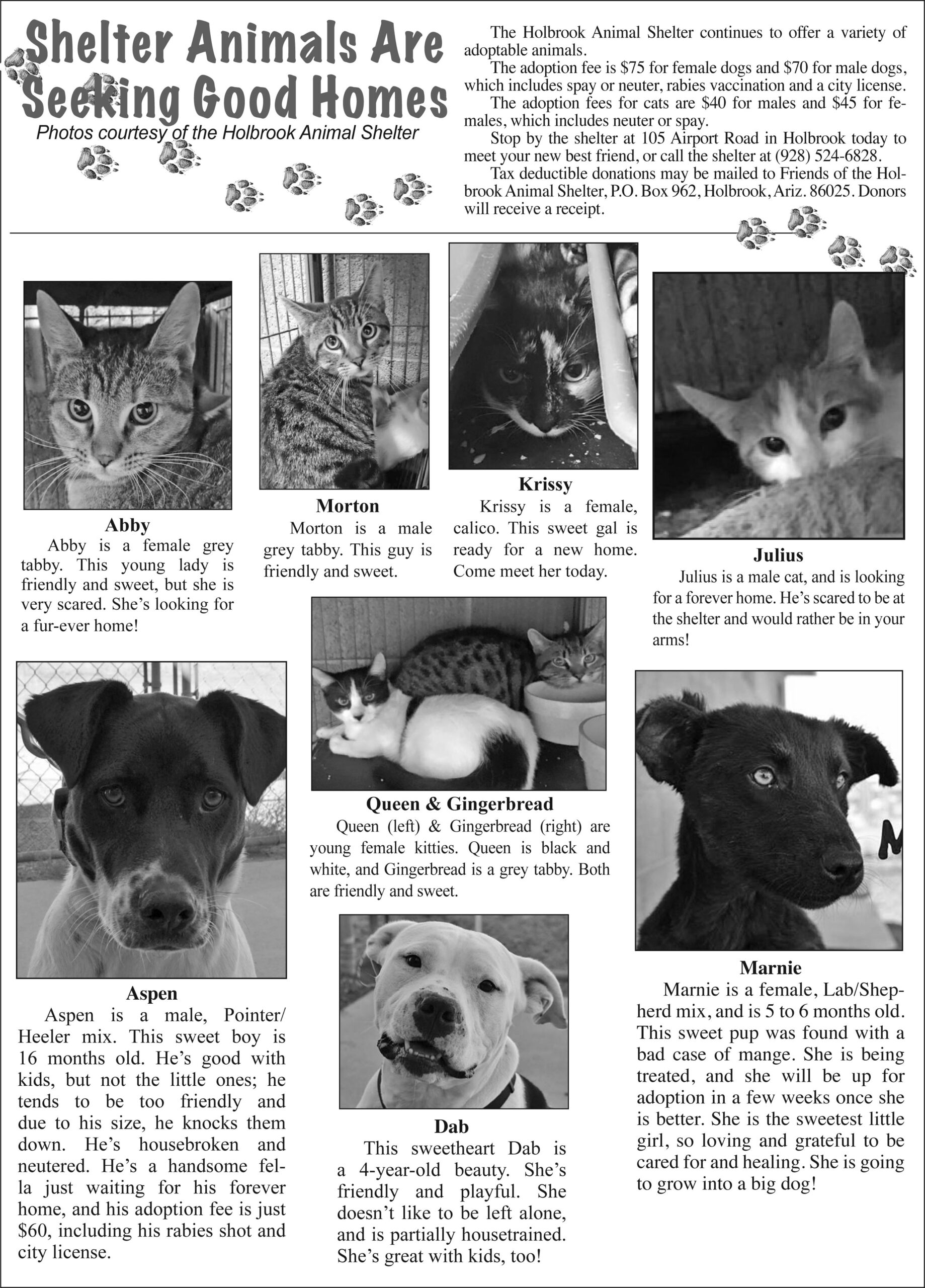 Animal Adoption – Painted Desert Tribune