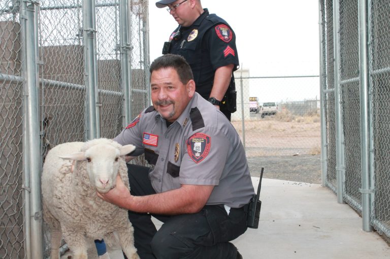 Photo by Nolan MaddenHolbrook Animal Care and Control Officer Merrill Young and Holbrook Police Sergeant Jed Koon look in on a rescued sheep that was bound, injured and abandoned in a dry wash in Woodruff last week.