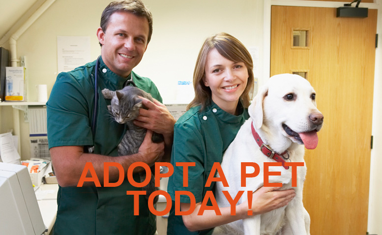 Adopt a pet