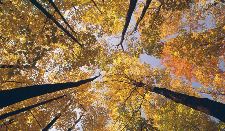 Obit 5