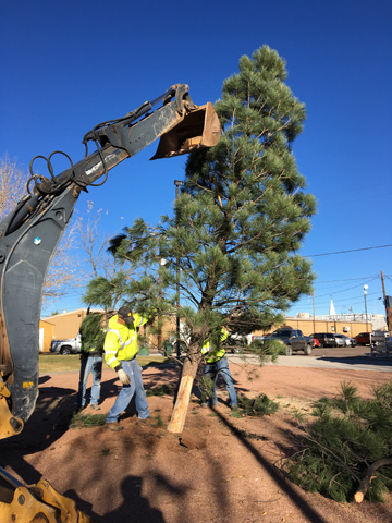 Photo by Matthew BargerThe City of Holbrook is getting ready for its big holiday weekend with the placement of the city’s Christmas tree at Gillespie Park. Aside from the Festival of Lights on the historic courthouse lawn and the Parade of Lights in downtown Holbrook on Saturday, Dec. 3, the annual Festival of Trees will take place Thursday through Saturday, Dec. 1-3, at the Our Lady of Guadalupe Parish Family Center on East Arizona Street. For details on those events, look at our Upcoming Events.