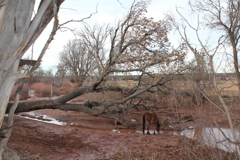 Photo by Chanae Nielson - Recent precipitation and winds were likely the last straw for this old tree, which fell across Silver Creek alongside Concho Highway in Snowflake.