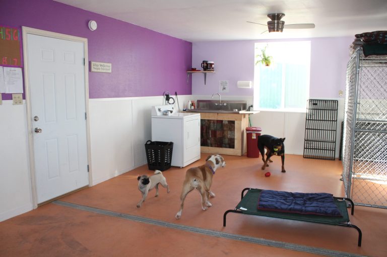 Photo by Chanae NielsonThese furry friends are at play in the new indoor exercise room at Hector’s Hay and Feed in Snowflake, one of the facility upgrades made to provide additional services of overnight boarding and daycare for dogs and cats.