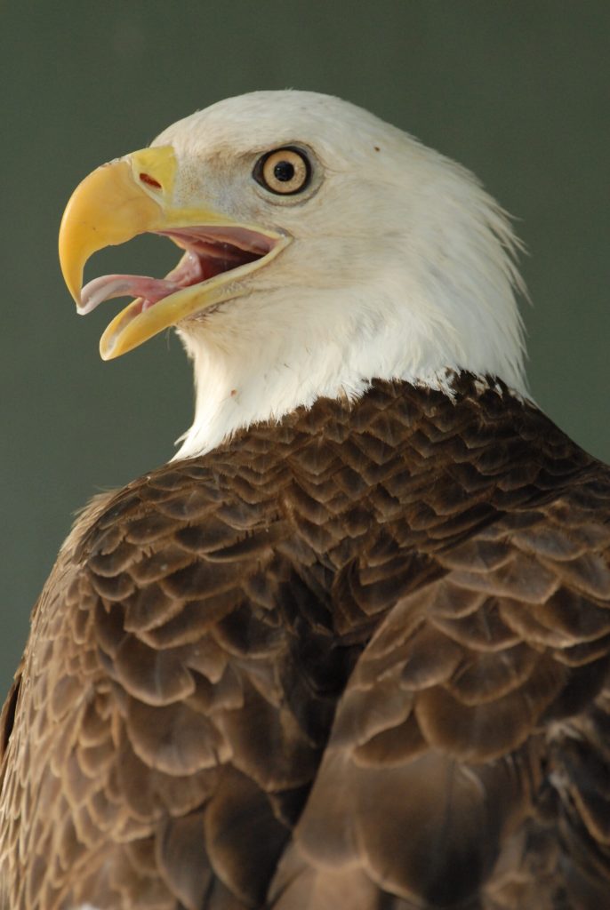 Photo courtesy of the Arizona Game and Fish DepartmentAmerica’s bird, the bald eagle, will be the subject of a natural history workshop on Saturday, Feb. 4, in Pinetop.