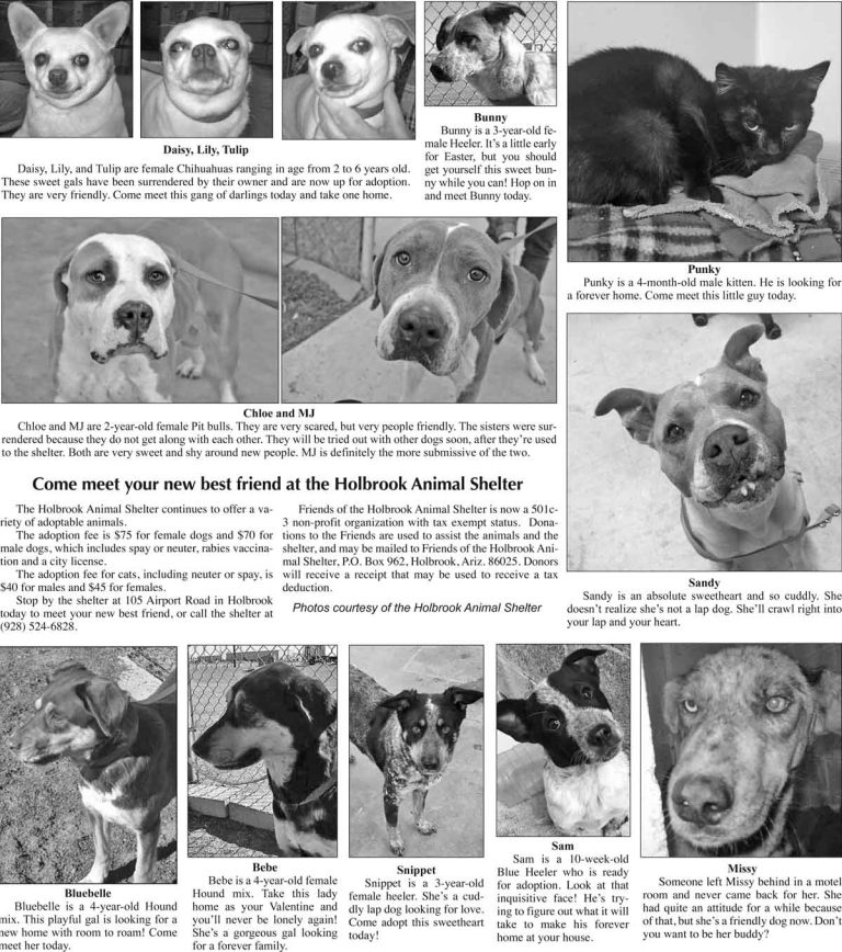 Adopt Pets 2 8 17