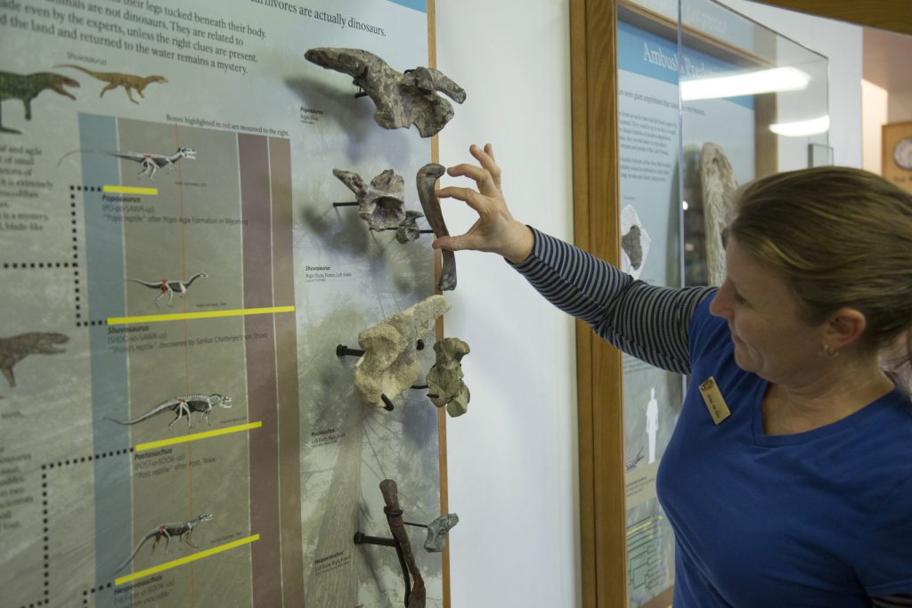 Photo courtesy of Petrified Forest National ParkFossil Preparator Cathy Lash adjusts a Shuvisarus femur in a display that explains the difference between dinosaurs and crocodile ancestors. Displays are being scientifically updated as just one part of the ongoing renovations being made to the South Visitor Center at Petrified Forest National Park.