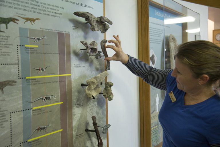 Photo courtesy of Petrified Forest National ParkFossil Preparator Cathy Lash adjusts a Shuvisarus femur in a display that explains the difference between dinosaurs and crocodile ancestors. Displays are being scientifically updated as just one part of the ongoing renovations being made to the South Visitor Center at Petrified Forest National Park.