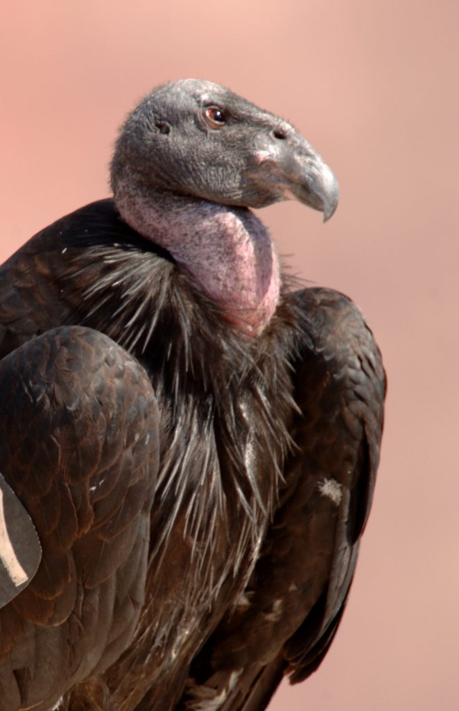 Photo by George Andrejko/Arizona Game and Fish DepartmentThe California condor will be the topic of a presentation slated at 11 a.m. on Saturday, March 4, at the White Mountain Nature Center in Lakeside.