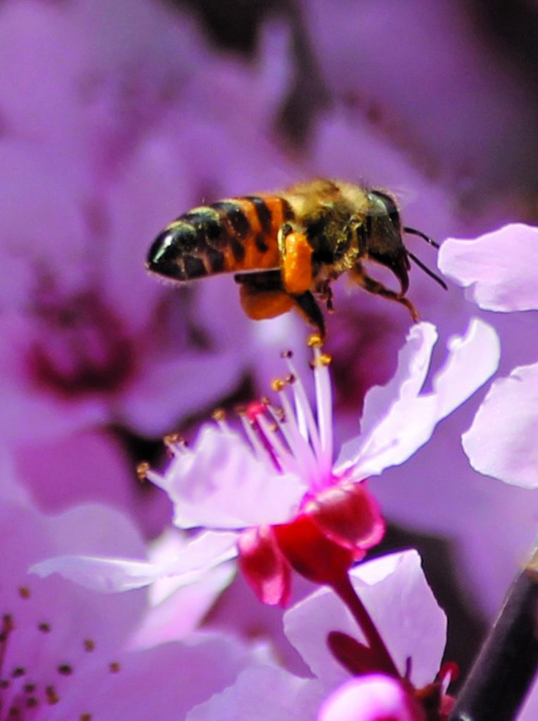Photo by Linda KorThis Cherry Blossom tree outside of the Historic Courthouse in Holbrook is a beautiful sign that Spring is around the corner. This week’s warmer temperatures turns thoughts towards this year’s garden, the return of bees and those dreaded allergies.