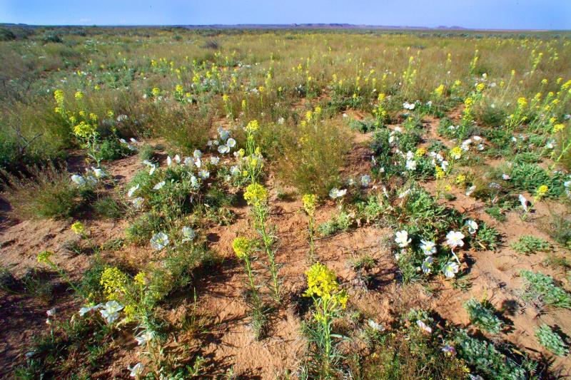 PEFO wildflowers