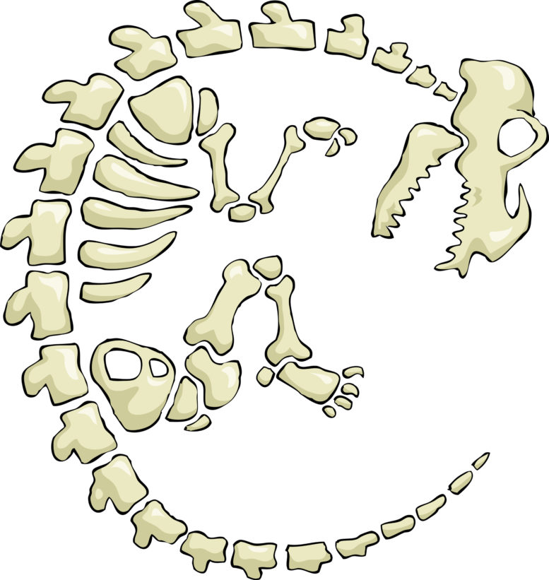 Dino Bones