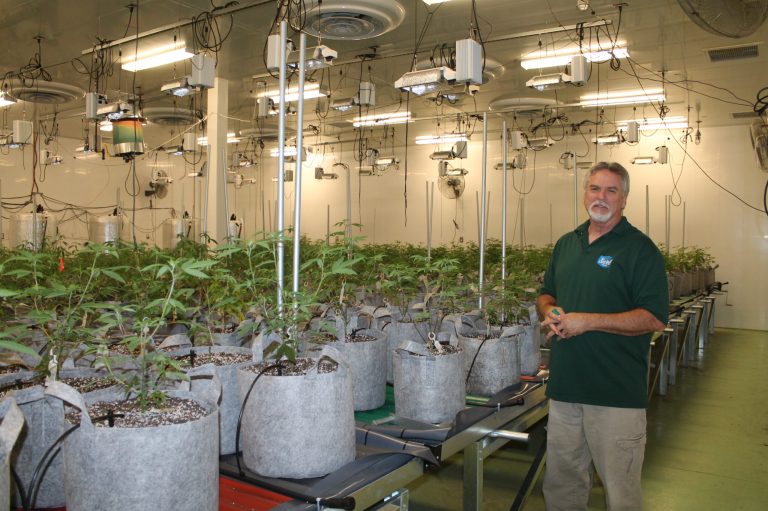 Photo by Linda KorPresident of Operations Anthony Thomas shows how the cannabis grown at Swell Farmacy is moved through its various stages. These young plants are some of thousands grown at the facility.