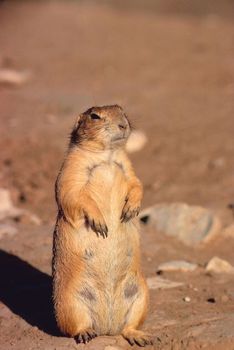 prairie dog