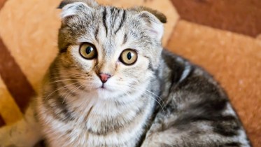 kitten 1