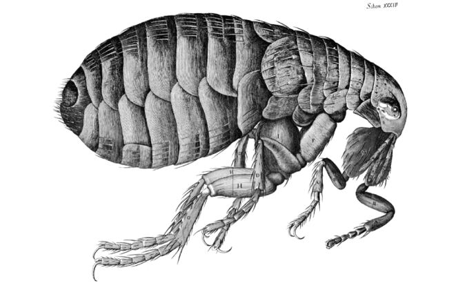 Image courtesy of Navajo CountyThis image shows a flea. Residents who believe they or their pets have been exposed to fleas should be aware of symptoms related to plague.