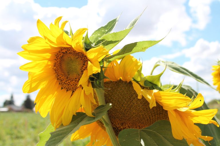 Photo by Linda KorFall is just a few weeks away and fields of corn dotted with large sunflowers are ready for harvest. This weekend residents of Taylor and Snowflake will celebrate that harvest at the annual Sweet Corn Festival on Friday and Saturday, Sept. 1 and 2.