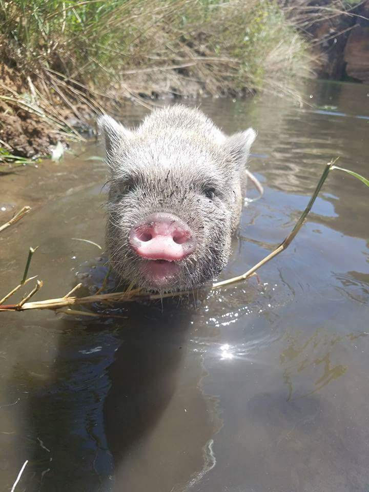 Maggie the Pig