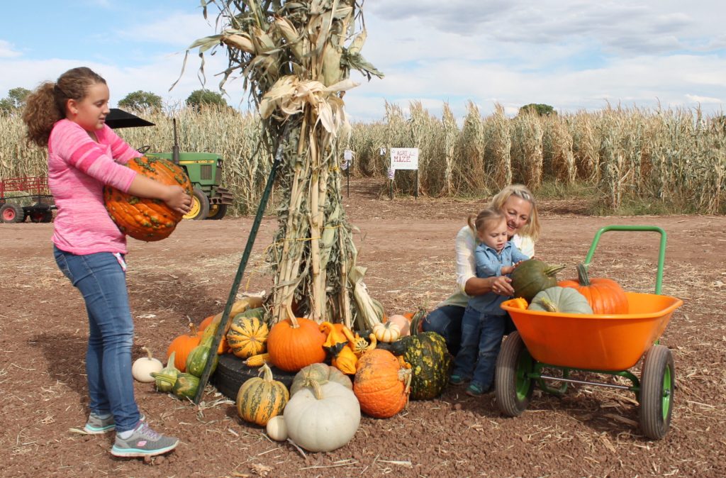Photo by Linda KorFall is here and no place is that more apparent than at the Willis Farm & Ranch in Snowflake, where they host not only a pumpkin patch for families to pick pumpkins, but also a corn maze that is haunted each Saturday night through October. Selecting the perfect pumpkin to take home are Claire Hiatt (left), the daughter of Matt and Danielle Hiatt, her cousin Lydia Parker (center), the daughter of Tawni and JD Parker, and her grandmother Karen Mosier (right). For more information on The Willis Farm & Ranch activities, visit www.thewillisfarm-ranch.com.
