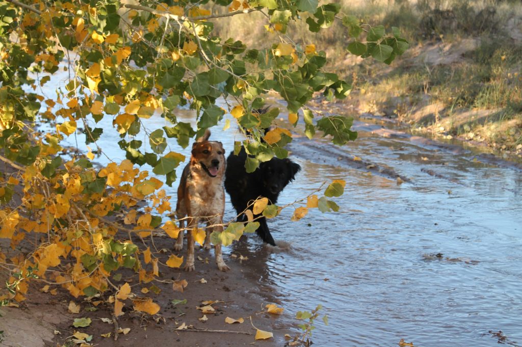 Photo by Linda KorFall is here and that means the turning of leaves, cooler afternoon walks and the celebration of the harvest. From 9 a.m. to 2 p.m. on Saturday, Oct. 14, the Snowflake/Taylor Chamber of Commerce will host the 16th annual Harvest Festival at Pioneer Park in Snowflake.