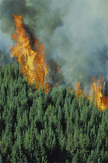 Wildfire 2